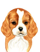 Cavalier King Charles Spaniel Puppy